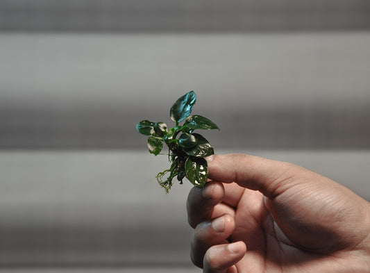 Anubias Nana Petite size reference