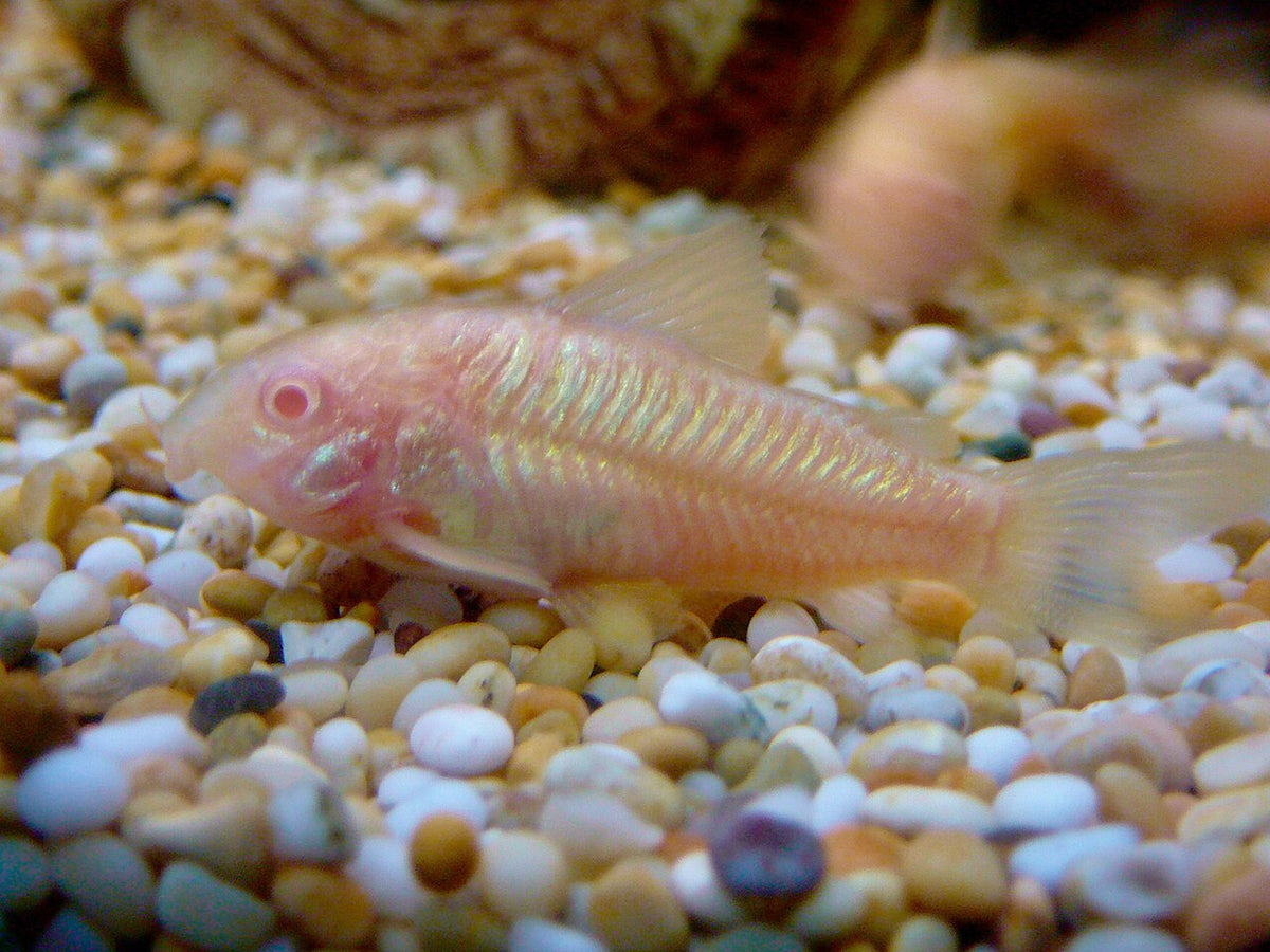 Albino Corydoras group on substrate