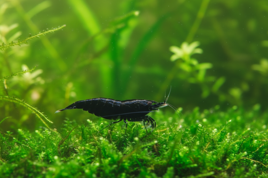 Black Rose Shrimp on Moss