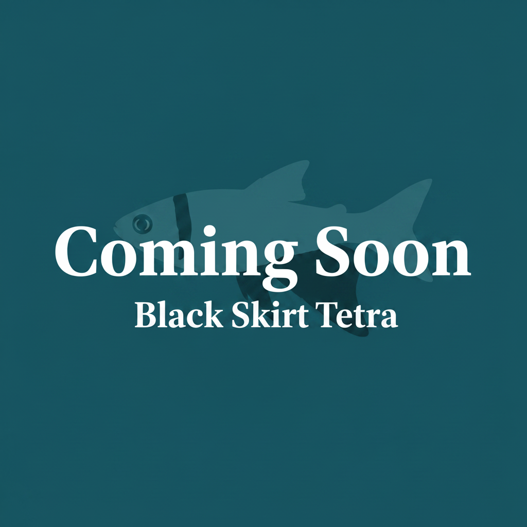 Black Skirt Tetra – Coming Soon