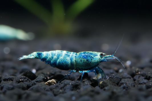 Blue Bolt Grazing