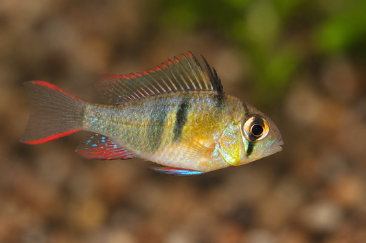 Bolivian Ram, side profile, soft bokeh background