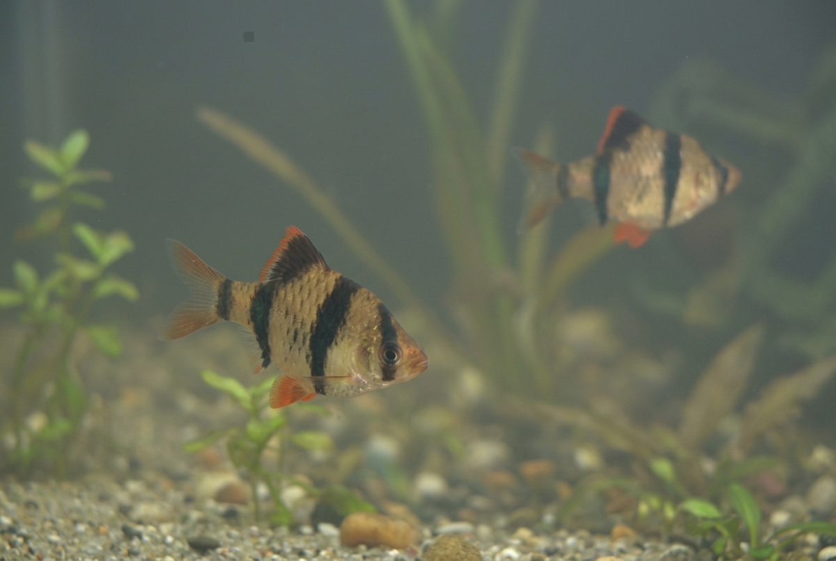 Clearer landscape aquarium photo of two tiger barbs