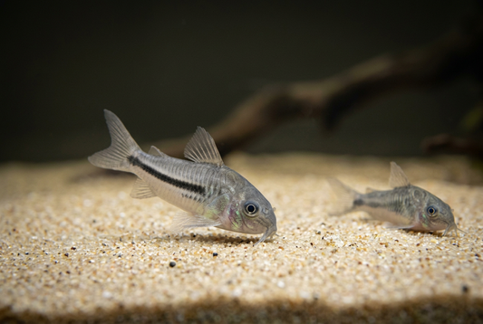 Close pygmy corydoras with a distant resting fish