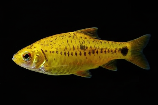 Gold Barb 1