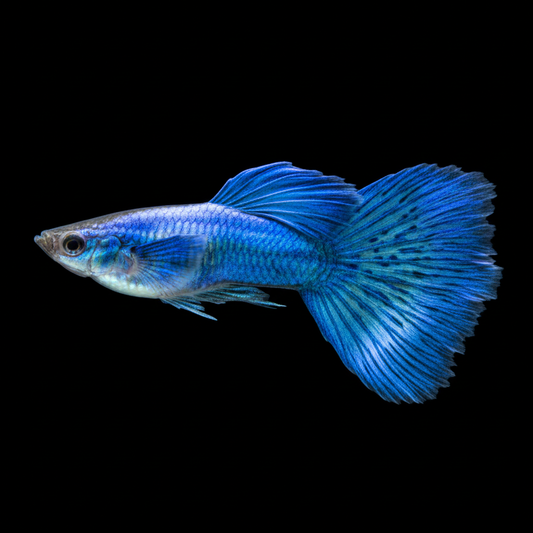 Fancy Guppy - Electric blue body and fan tail