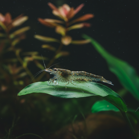 Amano Shrimp - Perched on Anubias leaf