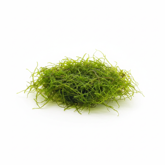 Java Moss on white