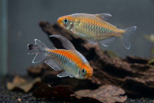 New Congo tetra pair at different swimming angles and depths