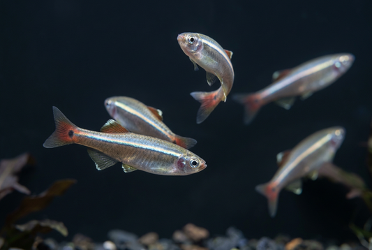 New five-fish White Cloud aquarium photo with lower-left foreground subject