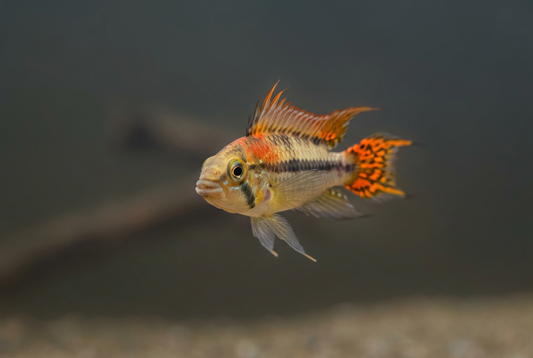 Orange Flag male against a simple blurred aquarium background