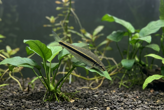 Siamese algae eater grazing on a rooted Anubias leaf