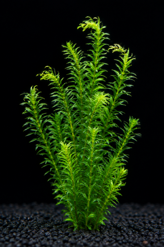 v1 — portrait, full plant