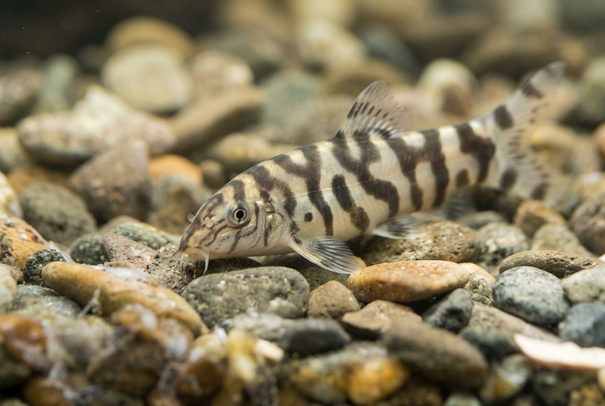 Yoyo loach angled down among softly focused pebbles