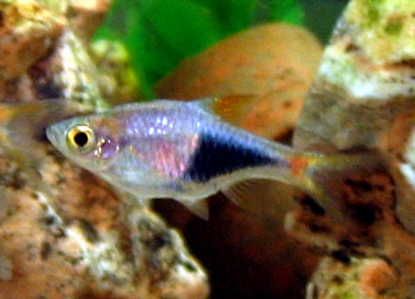 Rasboras