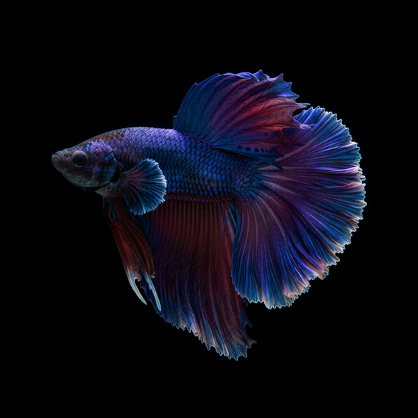 Betta Fish