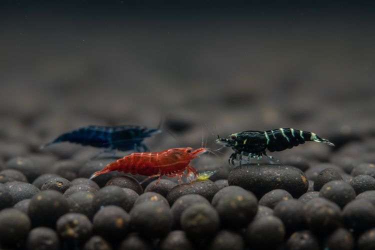 Three Dark Substrate