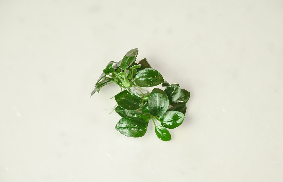 Anubias Nana Petite on driftwood
