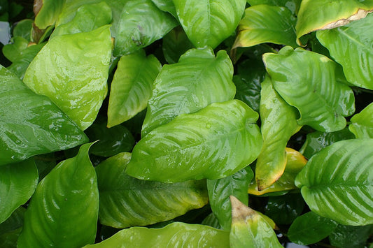 Anubias Barteri var. caladiifolia