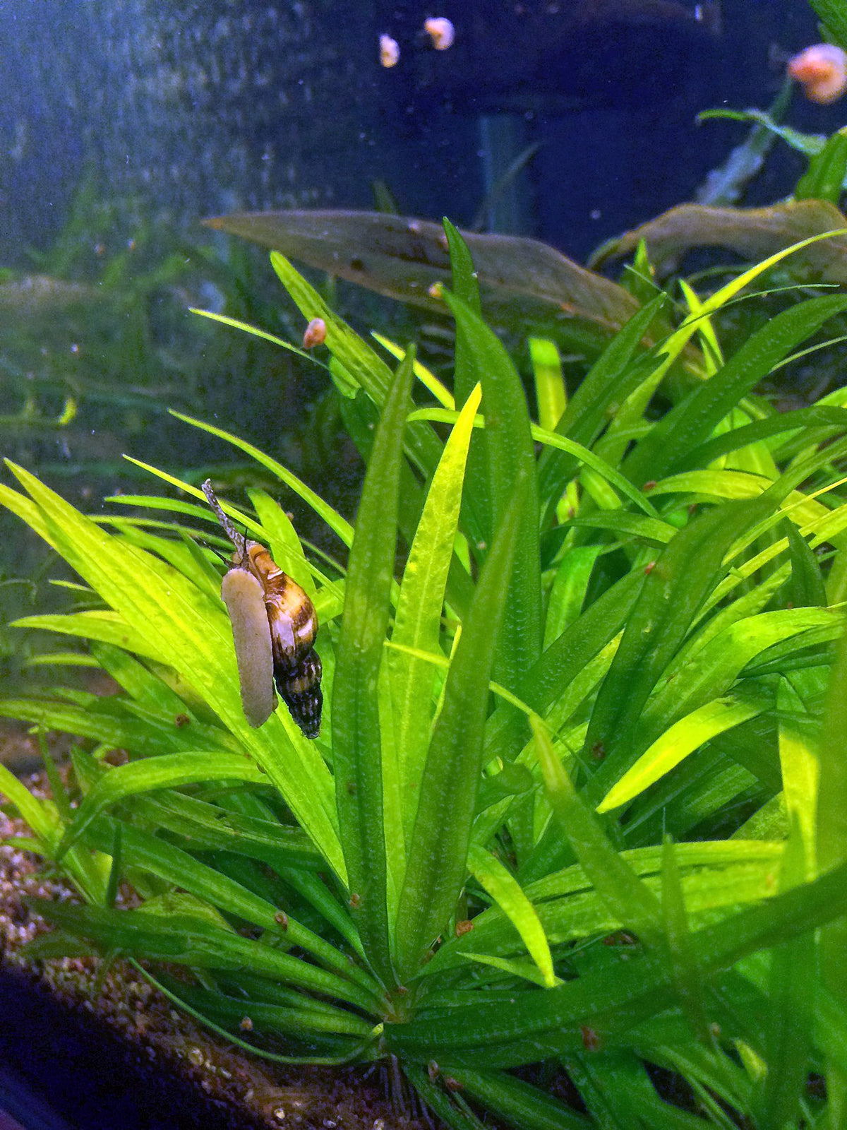 Assassin Snail in planted aquarium