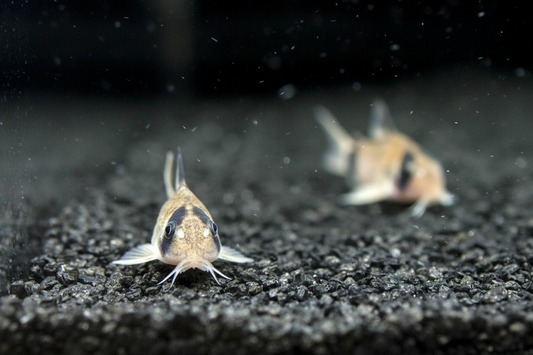 2 fish natural spacing