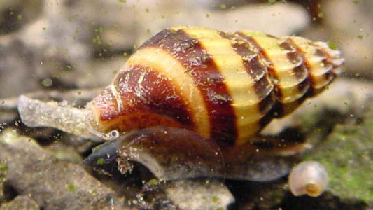 Assassin Snail showing yellow and brown striped shell