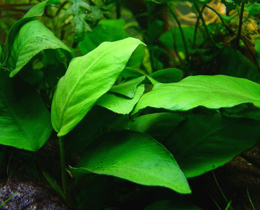 Anubias Barteri plant