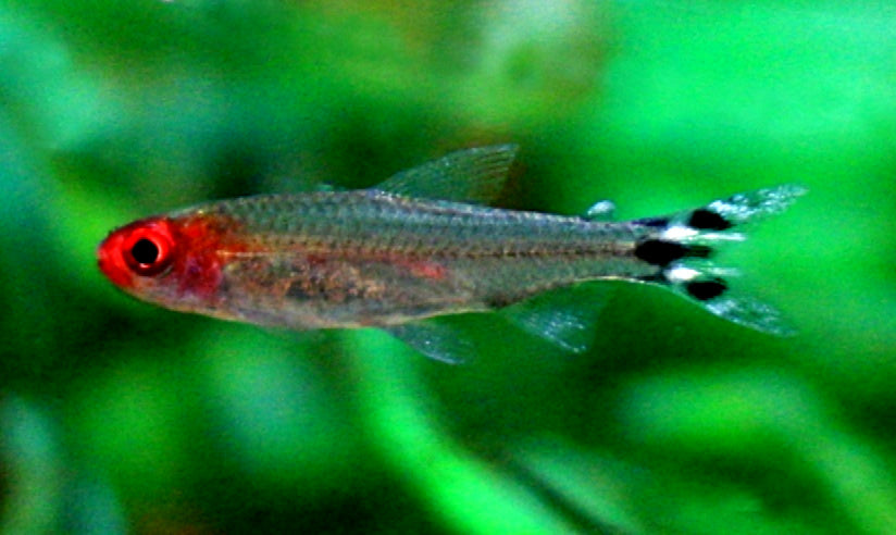 Rummy Nose Tetra school