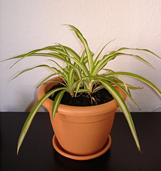 Spider Plant (Chlorophytum Comosum)