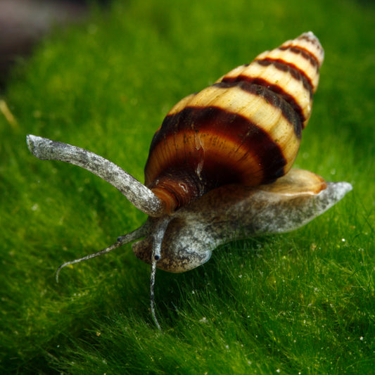 Assassin Snail (Clea Helena)