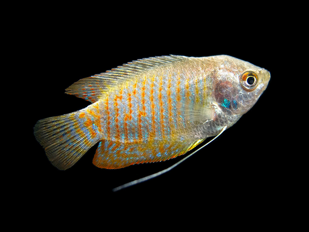 Dwarf Gourami swimming in aquarium