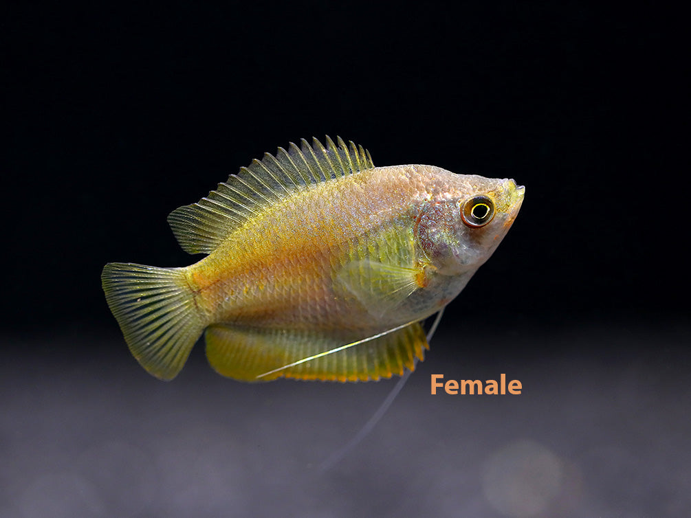 Dwarf Gourami female with silvery coloration