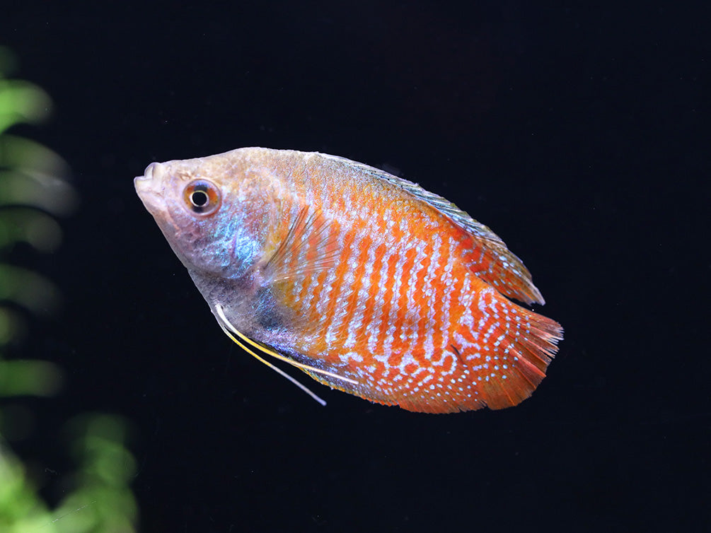 Dwarf Gourami male showing vibrant blue and red coloration