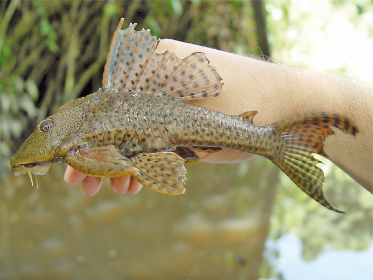 Common Pleco (Hypostomus plecostomus) close-up
