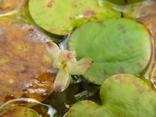 Amazon Frogbit (Limnobium Laevigatum)