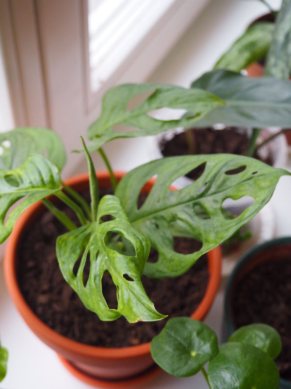 Monstera Adansonii (Swiss Cheese Vine)