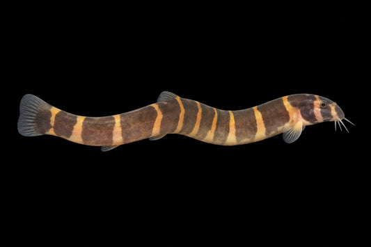 Kuhli Loach (Pangio Kuhlii) on a black background