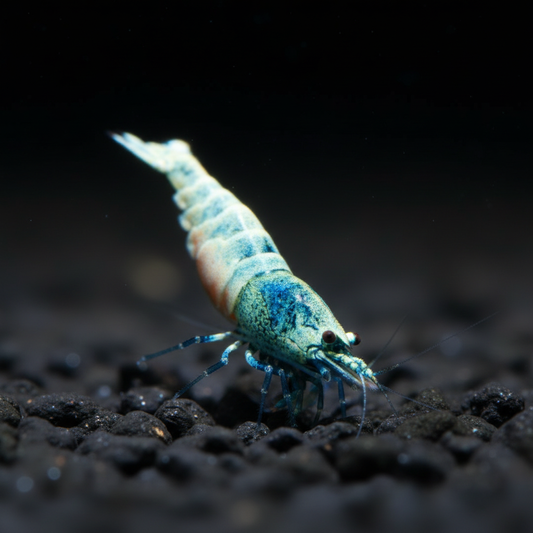 Blue Bolt Feeding