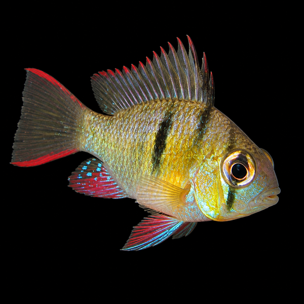 Bolivian Ram (Mikrogeophagus Altispinosus)