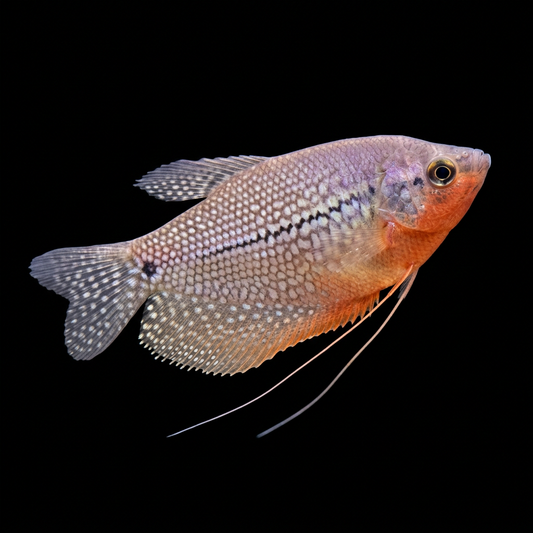 Breeding male pearl gourami with natural pearl markings