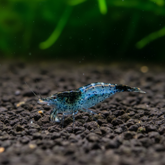Carbon Rili Graze