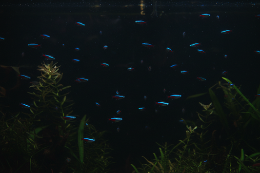 Cardinal Tetra Dark Background