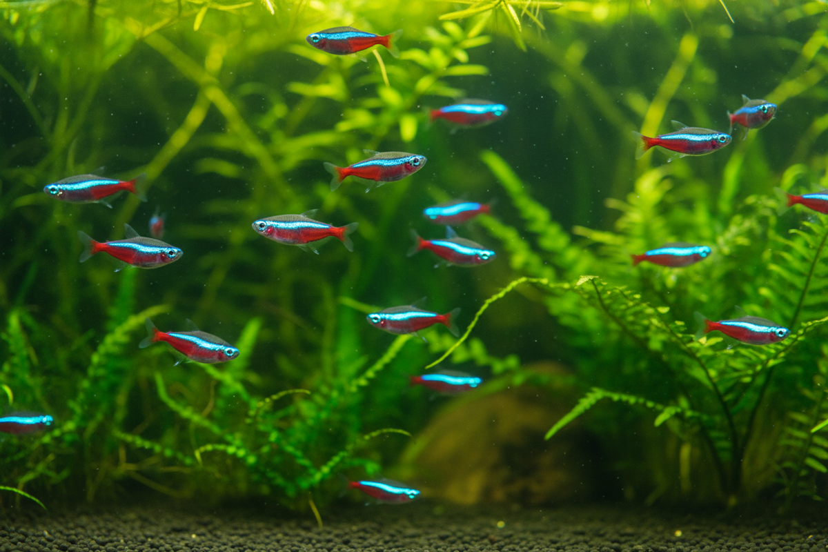 Cardinal Tetra Large School