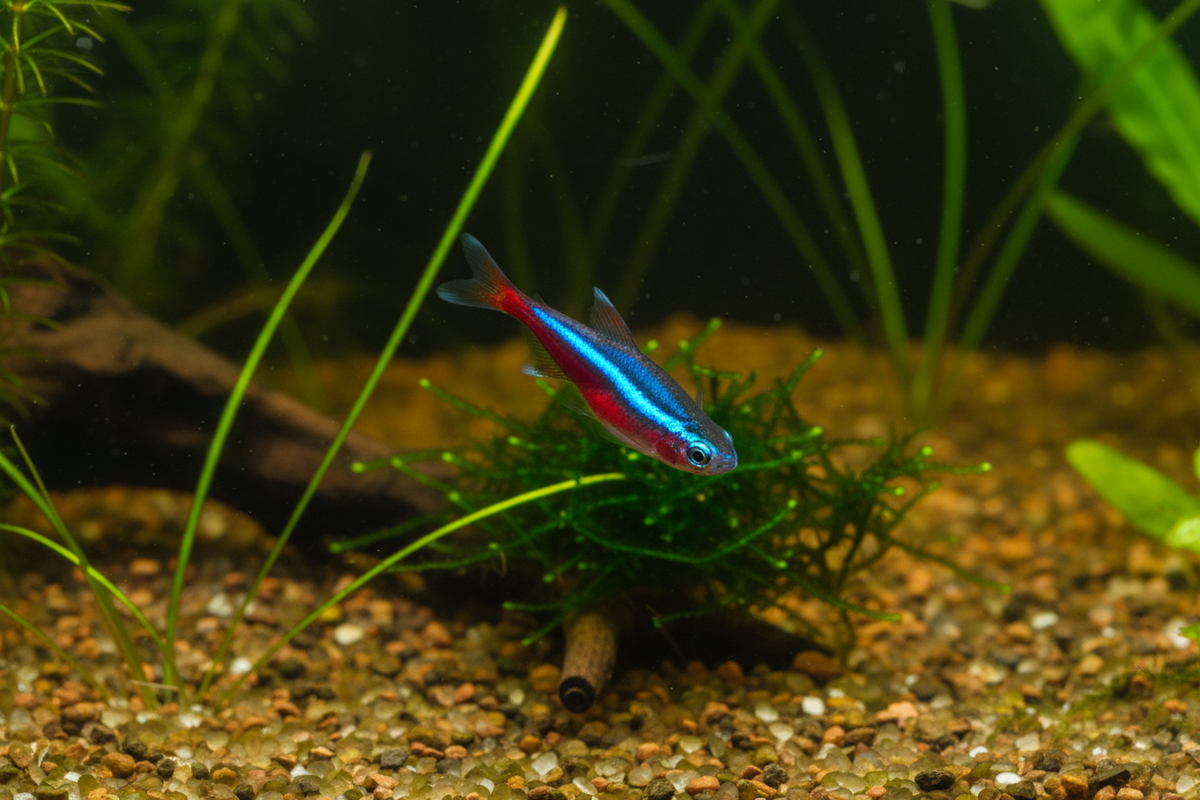 Cardinal Tetra Top