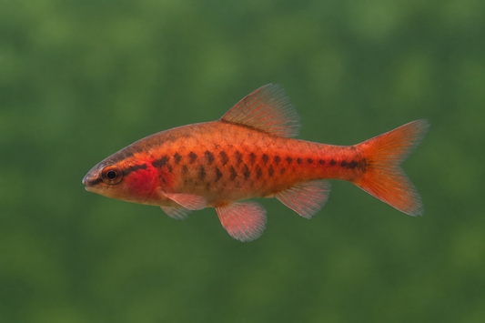 Cherry Barb in straight side profile against a simple soft green background
