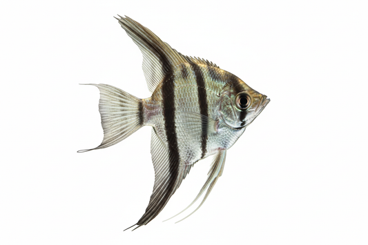Classic Angelfish