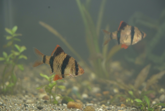 Clearer landscape aquarium photo of two tiger barbs