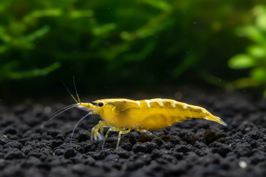 Close-up