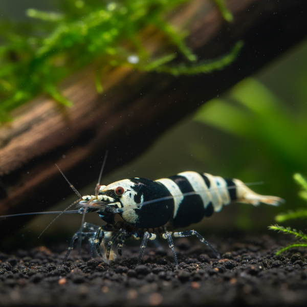 Crystal Black Shrimp (Caridina Cantonensis)
