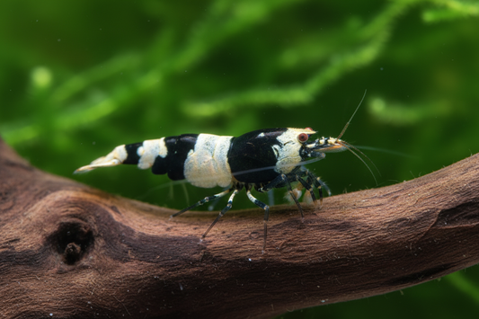 Crystal Black Shrimp on Driftwood